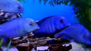 рыбка голубой дельфин