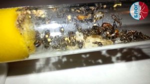 Муравьи Camponotus nicobarensis - лучший выбор для новичка!