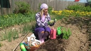 Лучки Пучки.  Серия 185.  Высадка рассады огурцов в открытый грунт.