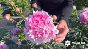 Sarah M Neiper peony. Сара М. Нейпир пион. Пулков сад