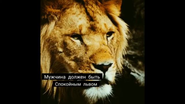 Жизненные цитаты смотреть онлайн