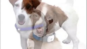 ошейники антилай для собак