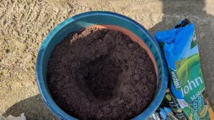 New David Austin rose 2022 bring me sunshine 🌞 ☀️