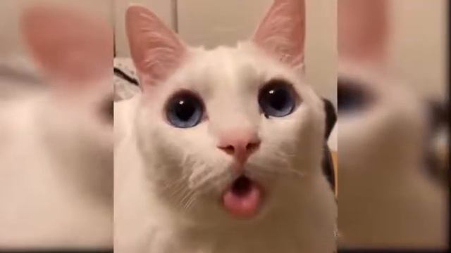 Collection of Cute Funny and Smart Pets №54 смотреть онлайн