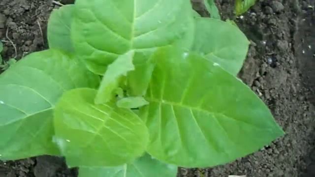 Обзор табака сорт(Адонис) смотреть онлайн