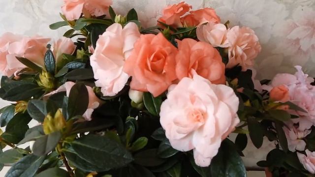 Азалия, мои новиночки, необычная форма цветка, как у розы смотреть онлайн