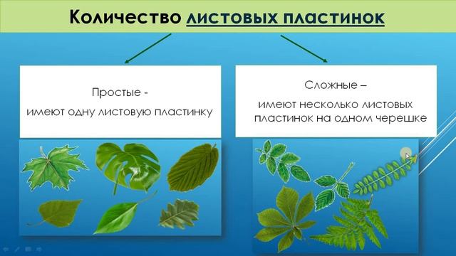 5кл_Биология_Внешнее строение листа, Разнообразие листьев_Овчинникова А.В.