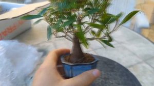 Фикус бонсай рекордсмен по скорости роста!  Самый быстрорастущий фикус в Мире - Ficus nerifolia .