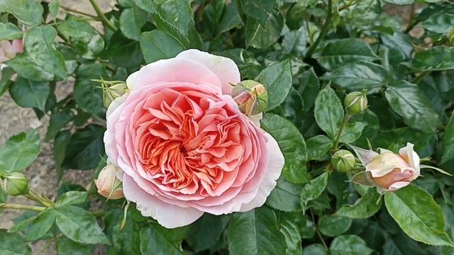 Его розовое величество...Chippendale!!! #розы #сортароз #любимыерозы #обзорроз смотреть онлайн