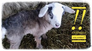 Кудрявая милота?