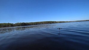 Рыбалка на поплавок. Лещ выкладывет поплавок