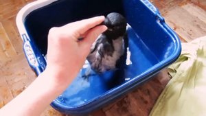 как помыть ворону