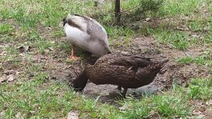 Подсадные утки на подворье