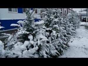 С первым снегом