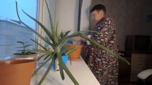Цветок Алоэ пересадила в новый горшок.