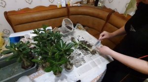 Адениумы // Пересаживаю сеянцы 28.05.2020г.