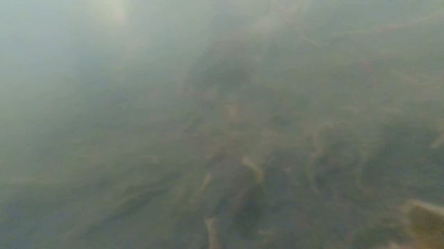 **МОРЕ КАРАСЯ ПОД ВОДОЙ**ПРУД**КАРАСЬ**ПОДВОДНАЯ СЪЁМКА**#рыбалкавдекабре#живец#зимняярыбалка#