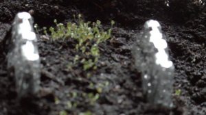 Очиток.Пять способов размножения//Лес дремучий/ ?✂?