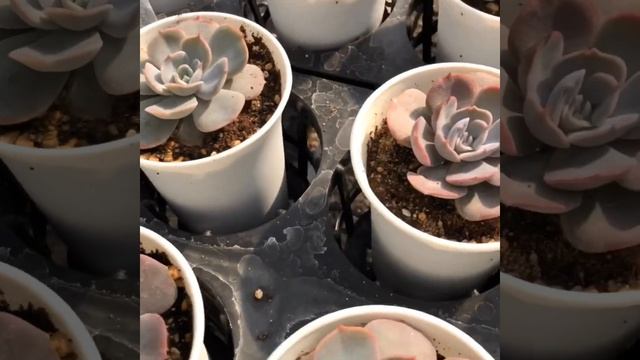 Echeveria Pollux หรือ Gemini смотреть онлайн