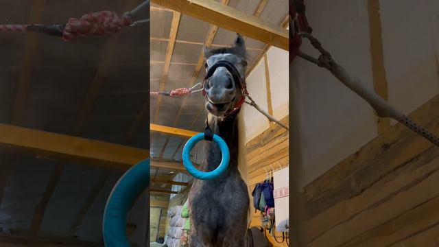 17 февраля 2023 г. #4k, #funny, #horse , #лошади ,  #funnyvideo