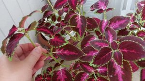 6 причин не заводить колеус