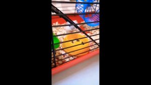 Как ухаживать за джунгарский хомячком