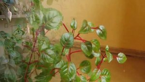 Почему не цветет Фуксия? Как заставить цвести растение!