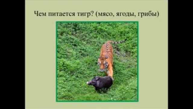 "Полосатый король тайги"