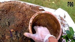 Repotting Ornamental Plants | Croton Gold Dust | Dieffenbachia Dumb Cone | Fivi Ornamental Gardenin