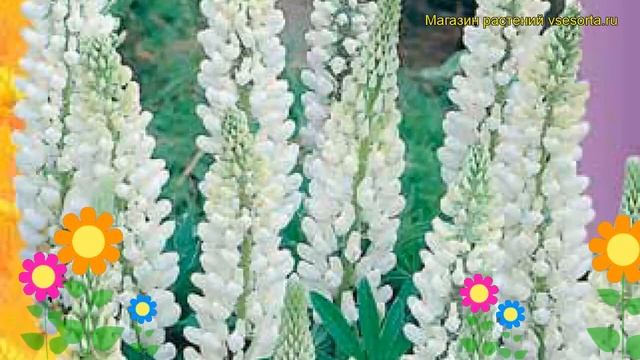 Люпин Белый (Люпин). Краткий обзор, описание характеристик, где купить семена lupinus polyphyllus смотреть онлайн