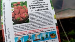 Посадка Рассады Крупноплодной Клубники Сорта "НАСТЕНЬКА".в Теплицу. 12 мая 2021г.