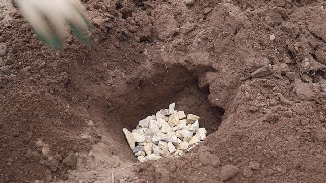 Сажаем метельчатую гортензию осенью смотреть онлайн