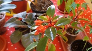 My Aeschynanthus Mona Lisa in Beautiful bloom