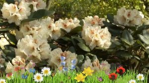 Рододендрон гибридный Голдбукет 🌿 Обзор: посадка и уход. саженцы, крупномеры: описание и особенност