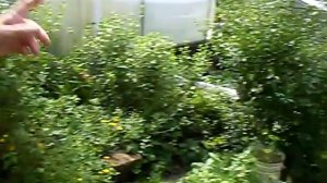 Чудесная дача в коллективном саду "Губенка"