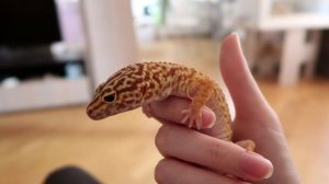 МОЙ ДЕНЬ С ПИТОМЦАМИ | КАК ПРОХОДИТ УТРО И ДЕНЬ С МОИМИ ЖИВОТНЫМИ | Aoi Inko