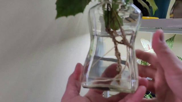 HOW TO PROPAGATE  GRAPE IVY  CARE  TIPS  ZENith BEE