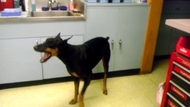 Doberman says mama смотреть онлайн