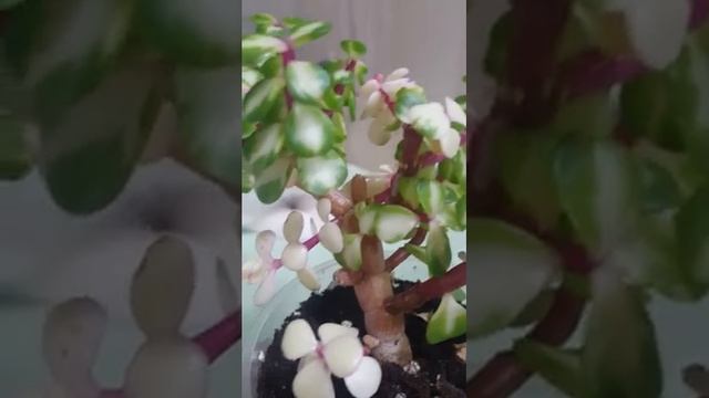 Портулакария триколор смотреть онлайн