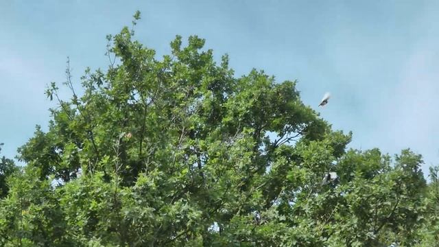 24.06.2020 флешмоб "ГОЛУБЬ МИРА" (г.Усть-Лабинск) смотреть онлайн