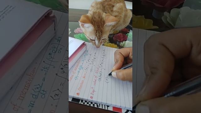 Schrodinger's cat trying to understand Quantum Mechanics and she is very serious 😄🤣