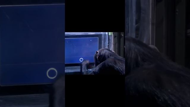 Шимпанзе умнее людей?