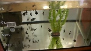 Новый аквариум, черные скалярии, скалярии Пиной от С.И.Горюшкина