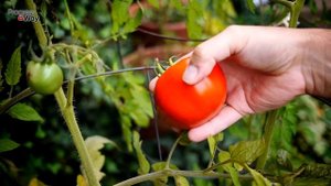 ЛУЧШАЯ ФОРМИРОВКА НИЗКОРОСЛЫХ ТОМАТОВ! УРОЖАЙ НЕВЕРОЯТНЫЙ С КАЖДОГО КУСТА