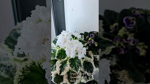 Студия "Кухня Фиалки" Могилев. Обзор сортов DS-2059, DS-Love, DS-РУМЯНЕЦ, АВ-Роскошная Жизнь и др смотреть онлайн