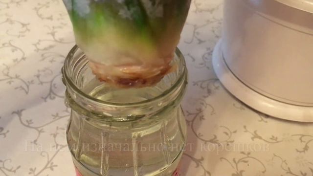 🍍 Ананас: результат зимнего укоренения смотреть онлайн