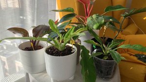 Клещ на филодендронах🪴🦀 ‼️😣золотой крокодил, ринг оф файер, ред сан, принц оранж, джангл Буги