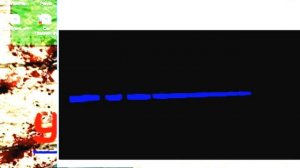 BluffTitler Видео-урок