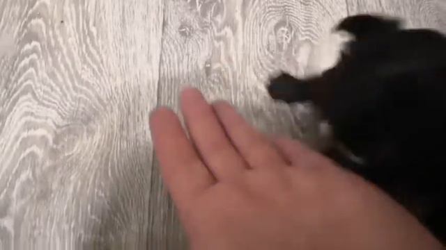 Щенки чихуахуа Симферополь продажа