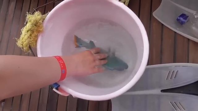 KORALLENRIFF & BILLIG SHOPPING смотреть онлайн